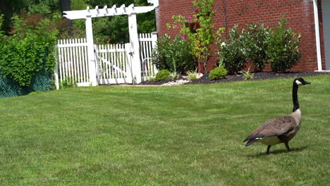 Goose-walking-on-lawn