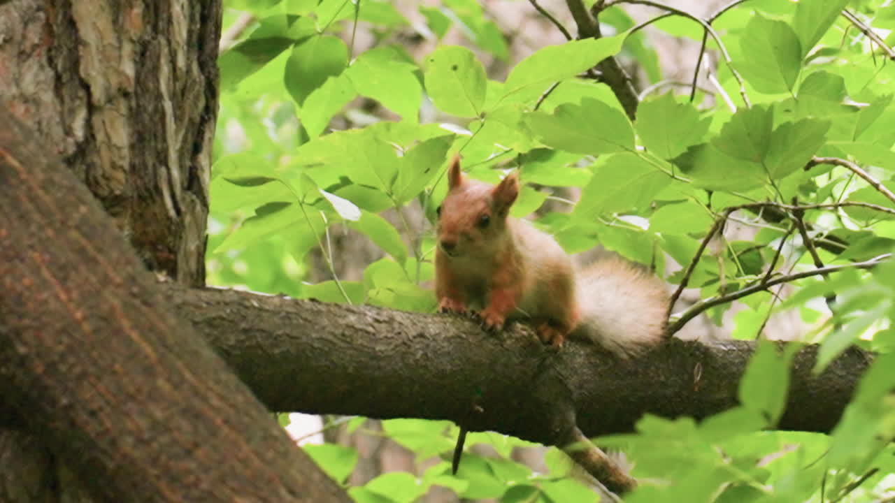 Brown squirrel perched on tree branch surrounded by lush green leaves in forest, highlighting wildlife behavior, natural woodland habitat, and outdoor environment detail under soft natural daylight