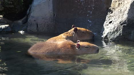 un lindo capibara tomando un baño en aguas termales en cámara lenta