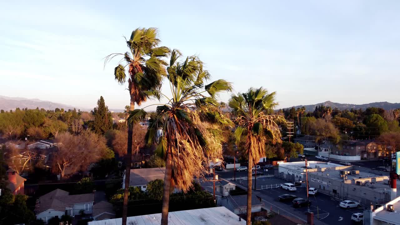 Palm Trees in the Wind 01