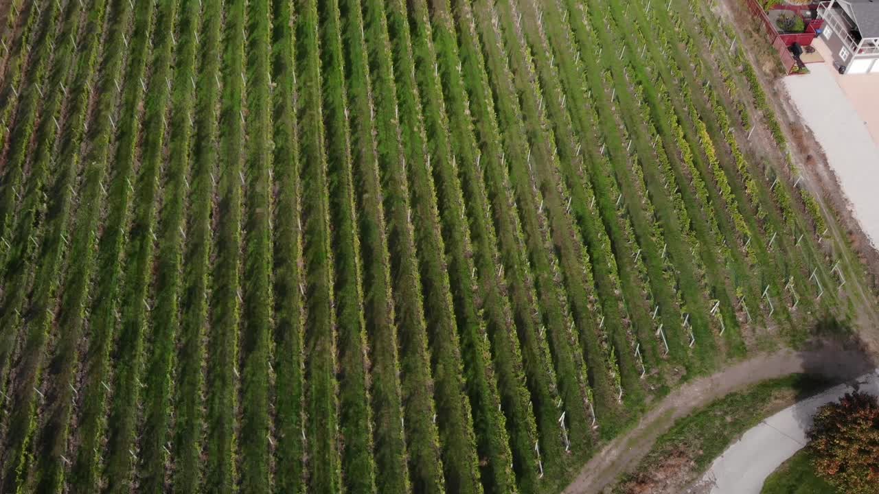 drone ojo de pájaro aéreo de viñedos de vino vuelo hacia bodega