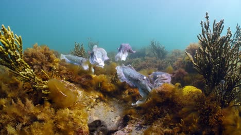 Riesige-Australische-Tintenfische-Sepia-Apama-Migration-Whyalla-Südaustralien-4k-Zeitlupe,-Paarung,-Eier-Legen,-Kämpfen,-Aggregation,-Unter-Wasser