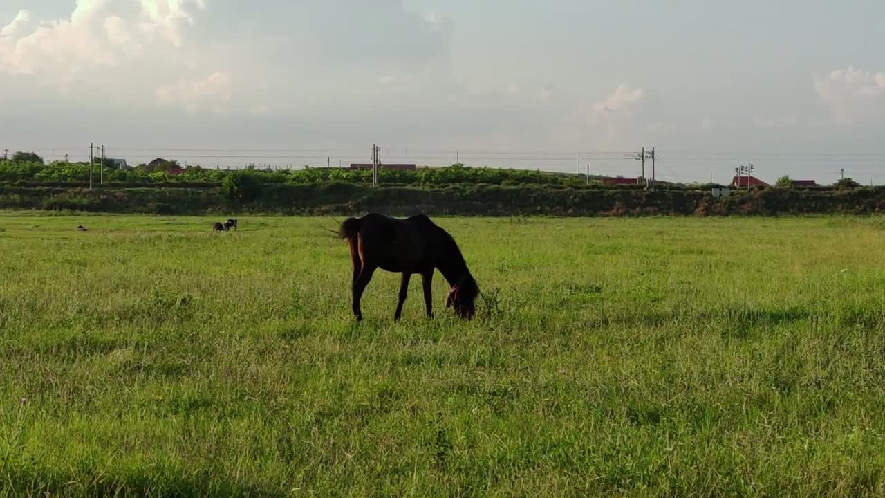 caballo negro solitario pastando en pastos verdes bajo la luz del sol