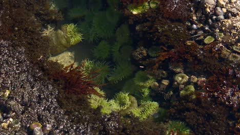 low tide exposes coral reefs and sea anemones in cape perpetua, oregon coast, united states