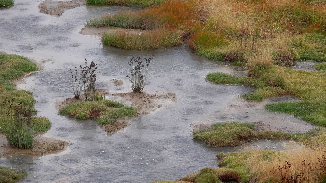 Sizzling hot water bubbles among clumps of grass and plants in a geothermal feature of Yellowstone National Park