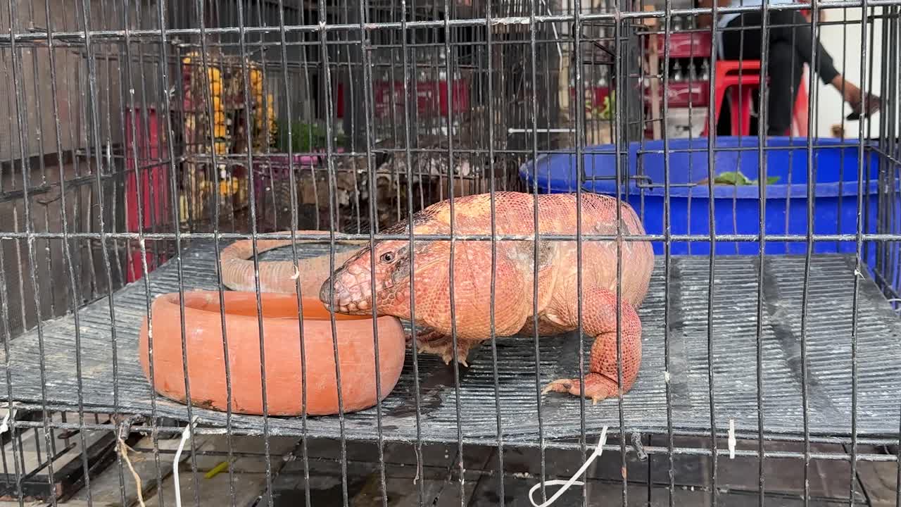 코놀로푸스 마르타 (conolophus marthae) 라고 불리는 분홍색 토지 이구아나 (pink land iguana) 가 지역 시장에서 케이지 안에 기어다니고 있습니다.