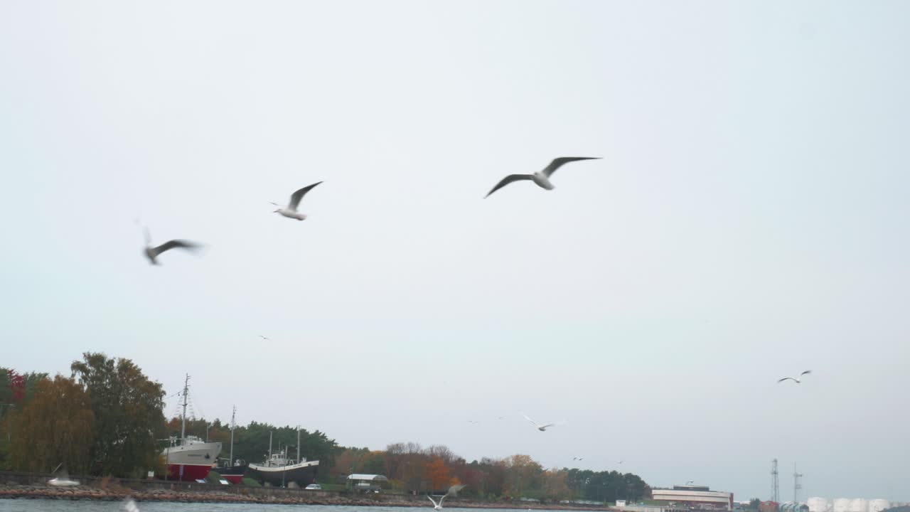 Seagulls following the boat in Klaipeda harbor