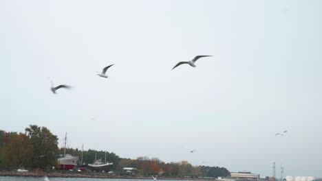 seagulls following the boat in klaipeda harbor