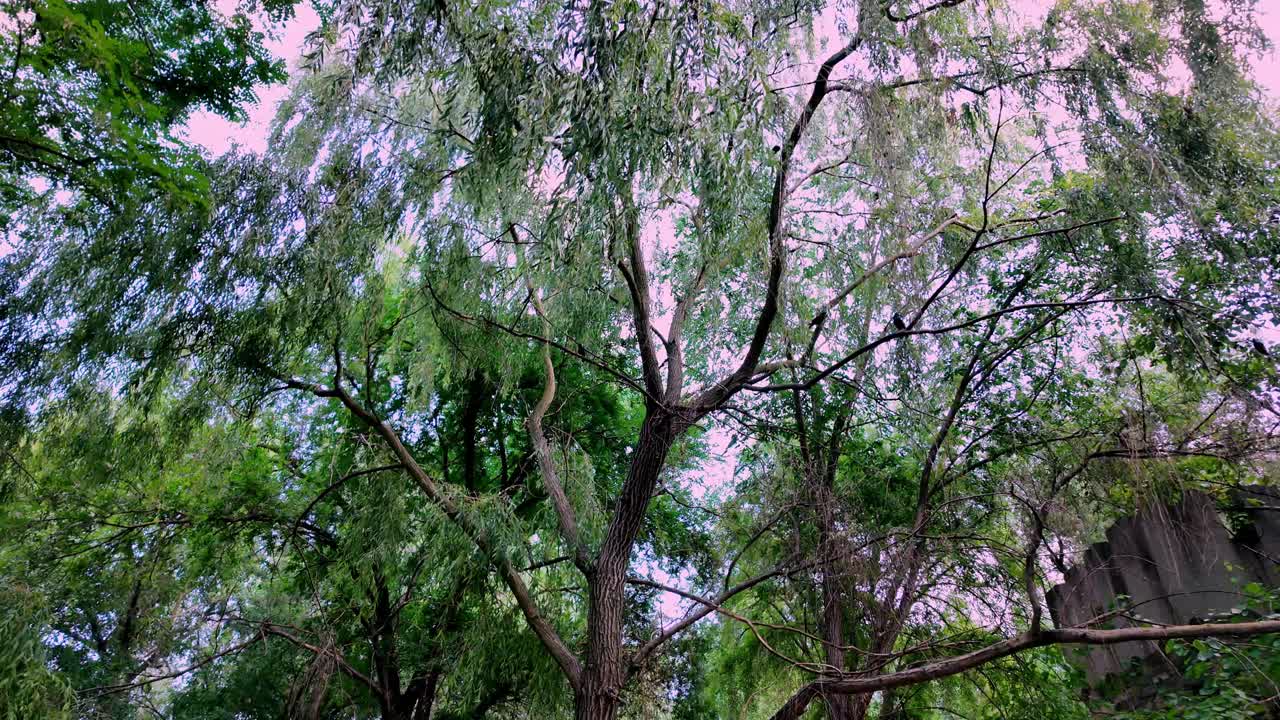 크리미아의 숲에서 나무 꼭대기의 풍경, 푸른 잎자루와 하늘을 는 가지를 보여줍니다.