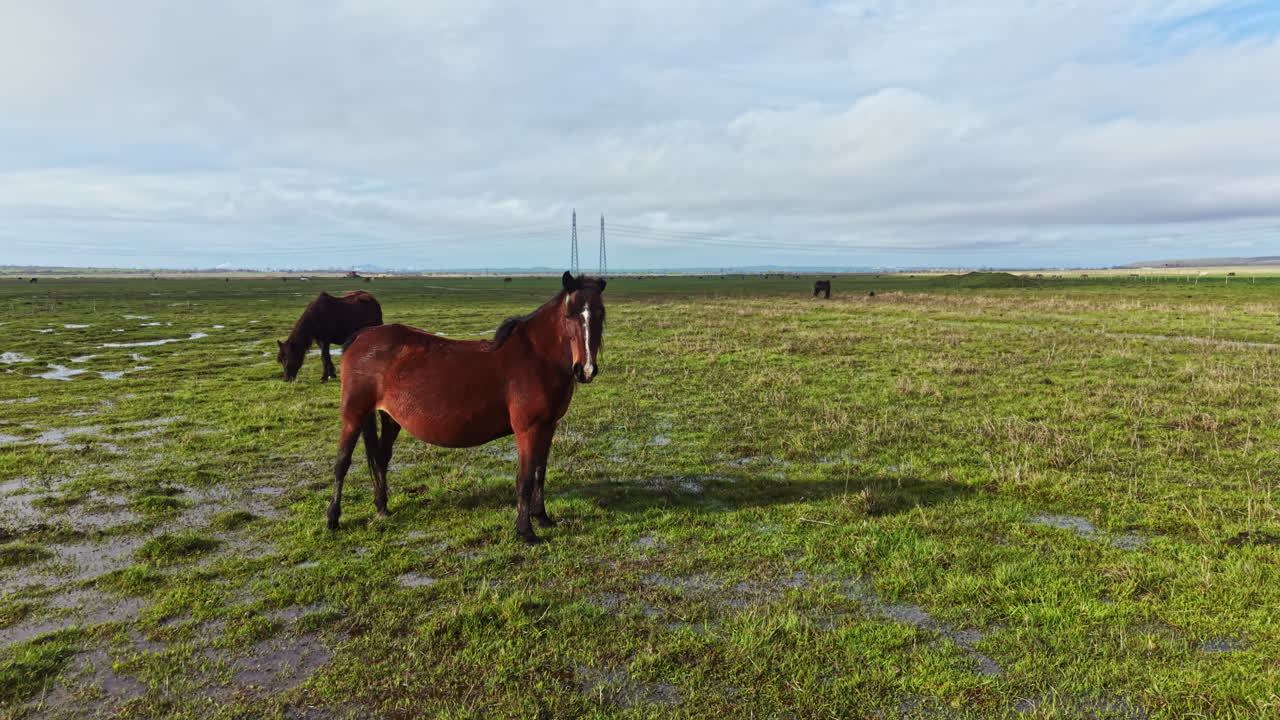 Hest står på en grønn eng under en blå himmel med skyer på Island på dagtid