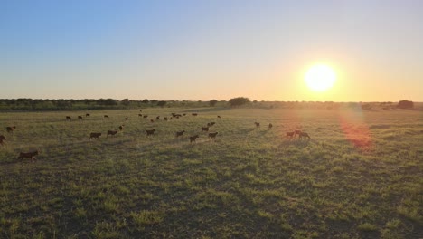 Golden-hour-aerial-over-pasture-with-free-range-cattle-roaming-around,-Argentina