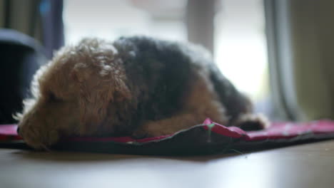 perro durmiendo en una colchoneta