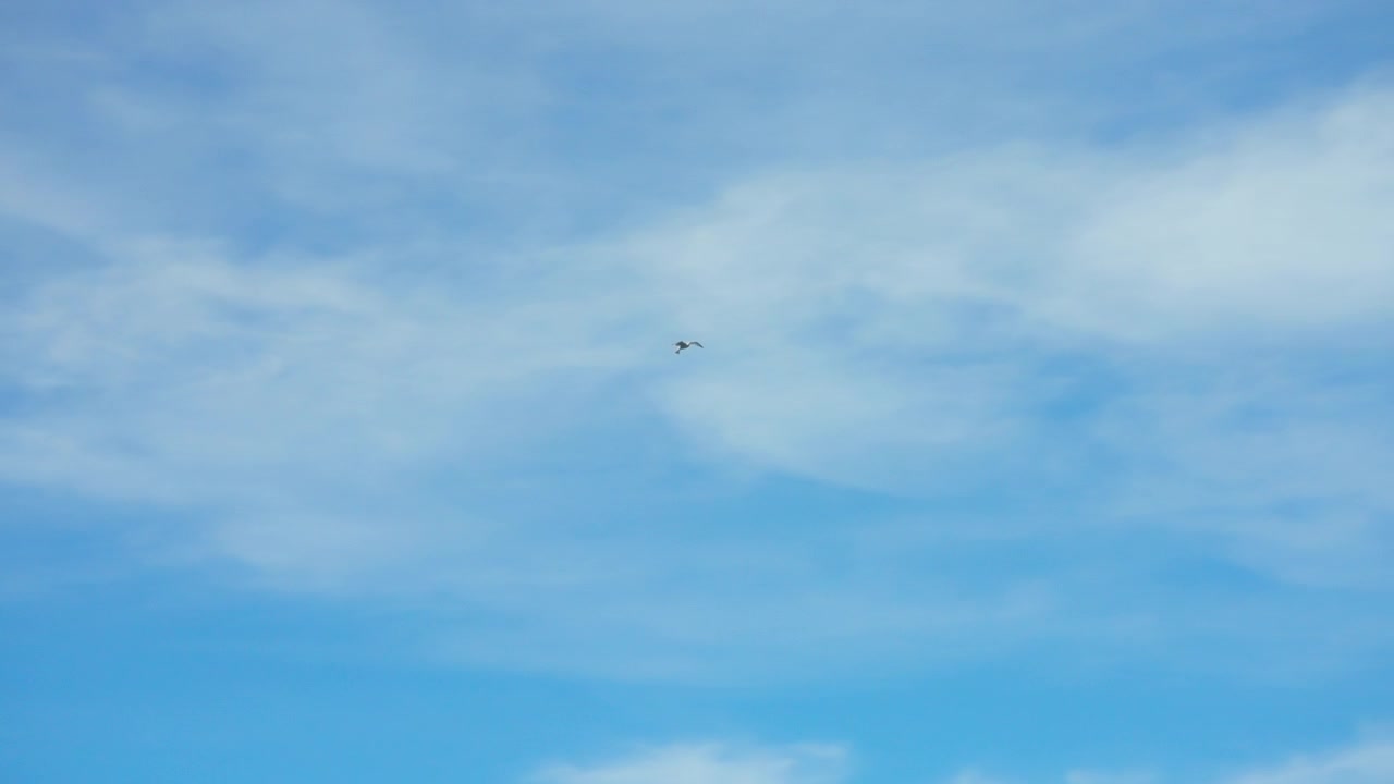 Hvid måge, der flyver mod blå himmel med hvide tynde skyer.