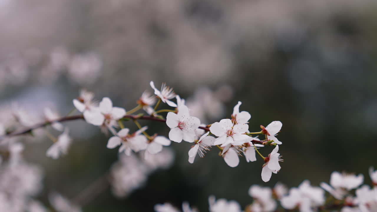 Cherry branch with flowers in spring bloom. Beautiful Japanese branch with blossoms. White flowers of a cherry branch on dark background.