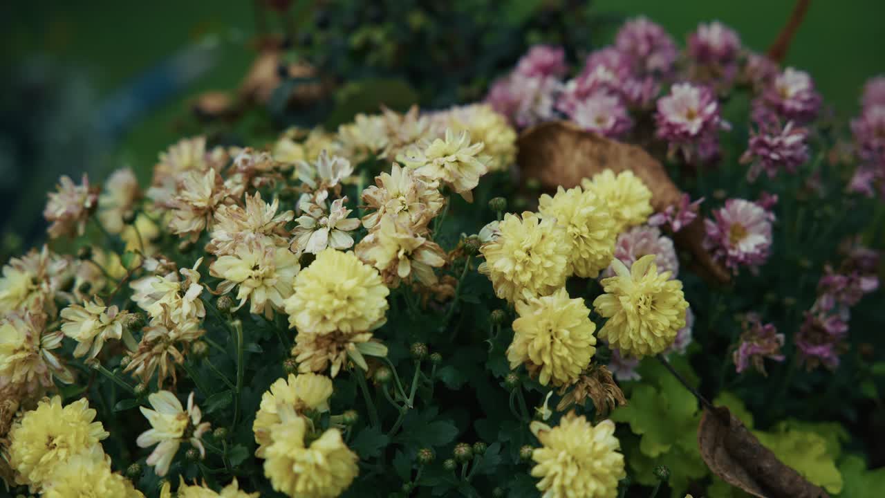 Yellow and pink chrysanthemums in full bloom with autumn leaves at Schloss Hof, Austria