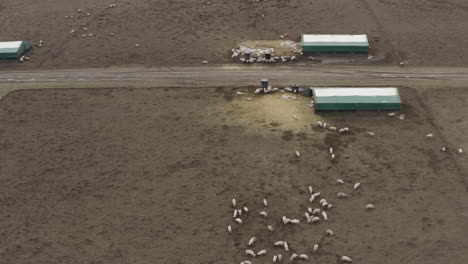 Birds-eye-view-over-a-pig-farm-in-the-UK,-drone-lowering-to-ground