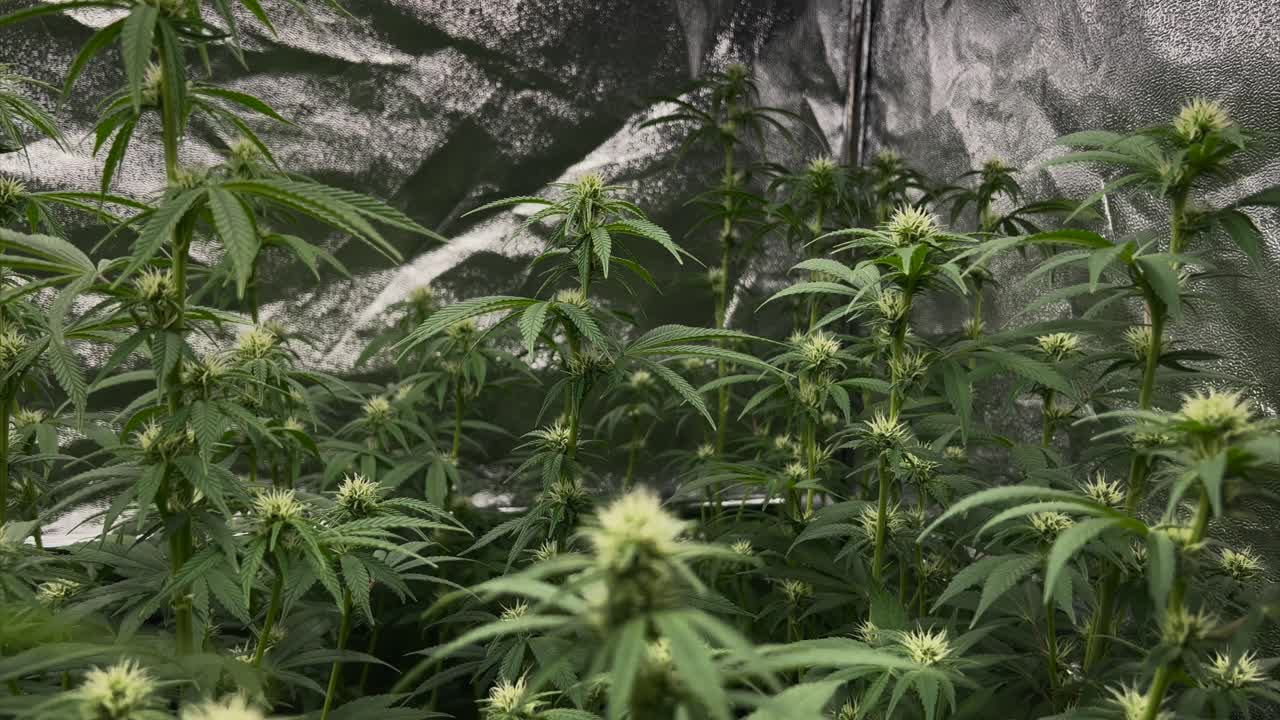 텐트 안에 있는 어린 마리화나 식물, 돌리 아웃 샷, 광각