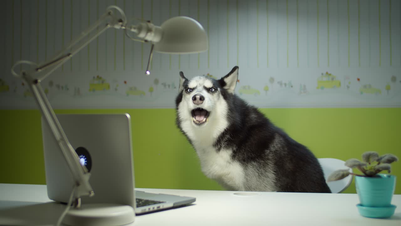 perro husky siberiano sentado en una silla y cantando mientras mira la pantalla de la computadora portátil. educación en línea para mascotas en casa. concepto de estudio divertido.