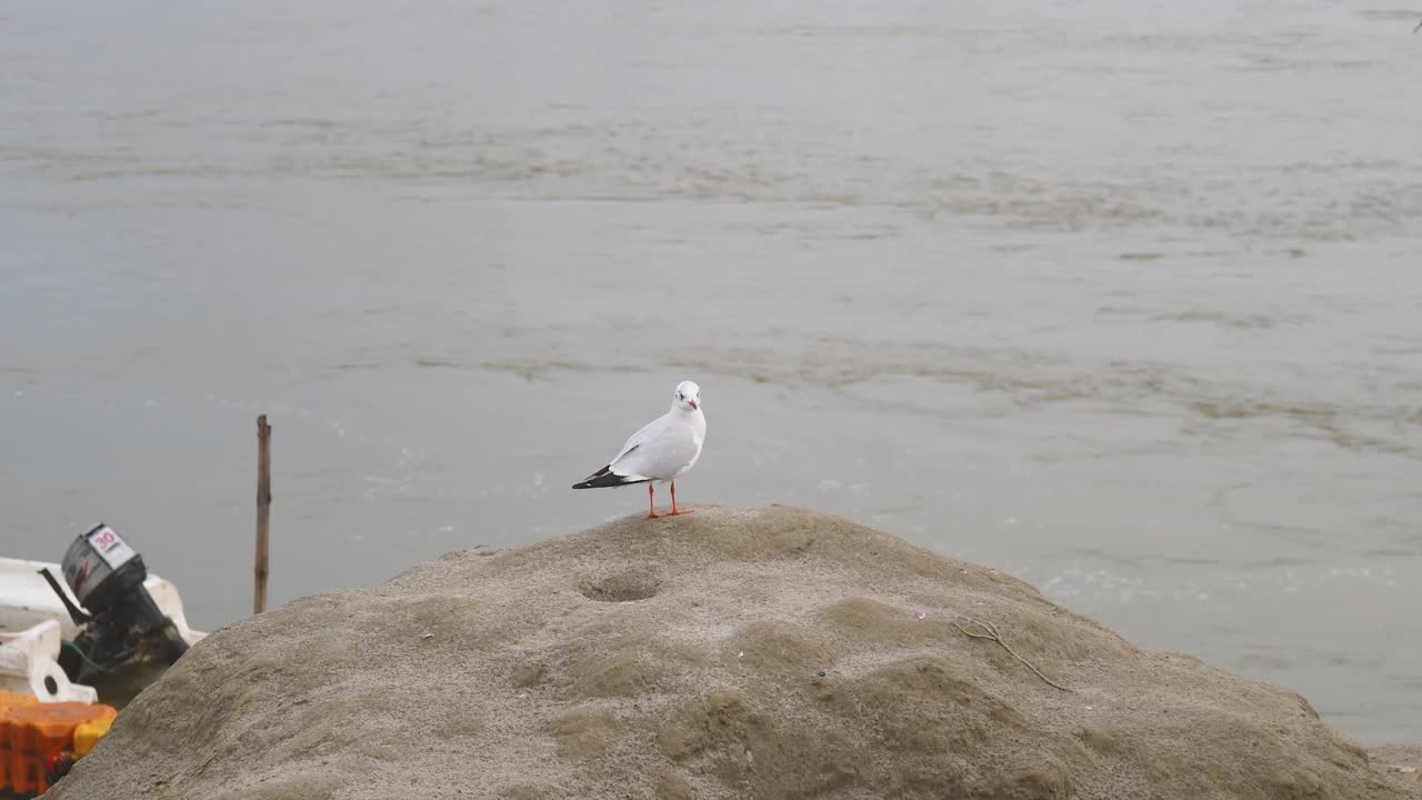 Mouette à bec grêle ou Chroicocephalus genei sur un ghat de la rivière Gange à Prayagraj ou Allahabad, Uttar Pradesh, Inde