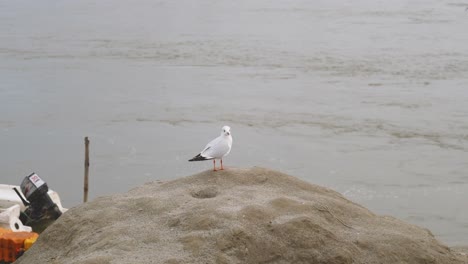 gaviota de pico delgado o chroicocephalus genei en el río ganga o ganges en prayagraj o allahabad en uttar pradesh india