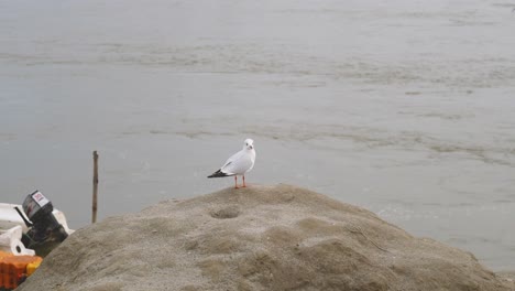 slender billed gull or chroicocephalus genei at ganga or ganges river ghat in prayagraj or allahabad in uttar pradesh india