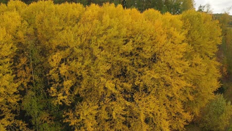 aerial static view of forest with vibrant autumn coloured birch trees