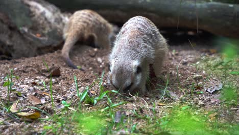 Handheld-motion-close-up-shot-capturing-two-cute-meerkats,-suricata-suricatta-digging-on-the-ground-soil-with-its-little-foreclaws,-searching-and-foraging-for-insects