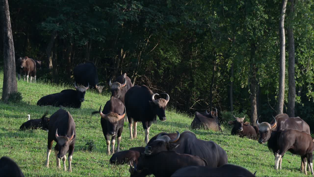 Pomeriggio intenso per la mandria che pascola prima del tramonto, Gaur Bos gaurus, Thailandia.