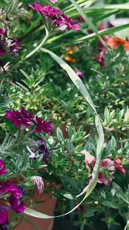 vibrant flowers in a garden setting