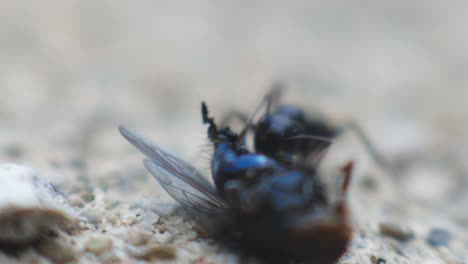 black ant enjoying his food - black ant eating a dead insect on the ground