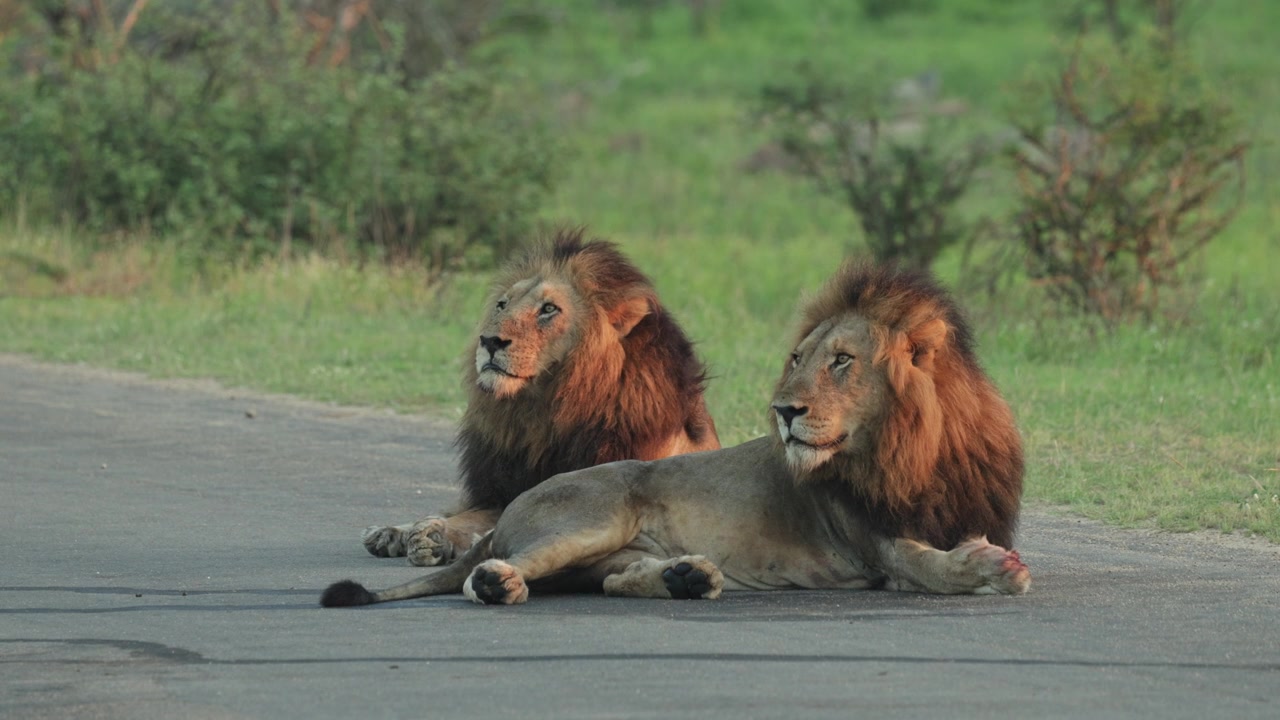 Due bellissimi leoni maschi sdraiati vicini sulla strada asfaltata e che guardano in lontananza alla luce del primo mattino, Parco Kruger
