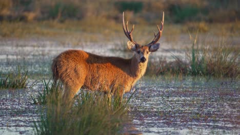 golden light shines on buck with new rack grazing in muddy wetland, turns head in slow motion staring forward, profile view
