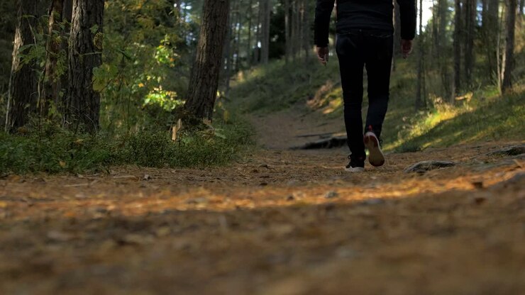 Back view of caucasian male exploring autumn woods, walking alone in the coastal pine forest, sunny day, healthy activity concept, low angle medium shot