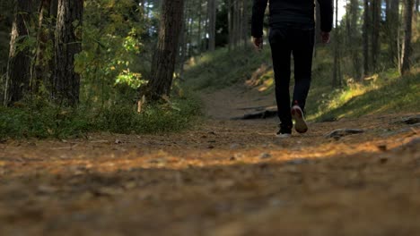 Back-view-of-caucasian-male-exploring-autumn-woods,-walking-alone-in-the-coastal-pine-forest,-sunny-day,-healthy-activity-concept,-low-angle-medium-shot