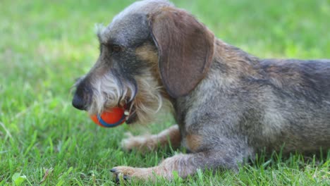 joven dash hund de pelo duro acostado y jugando con una pelota