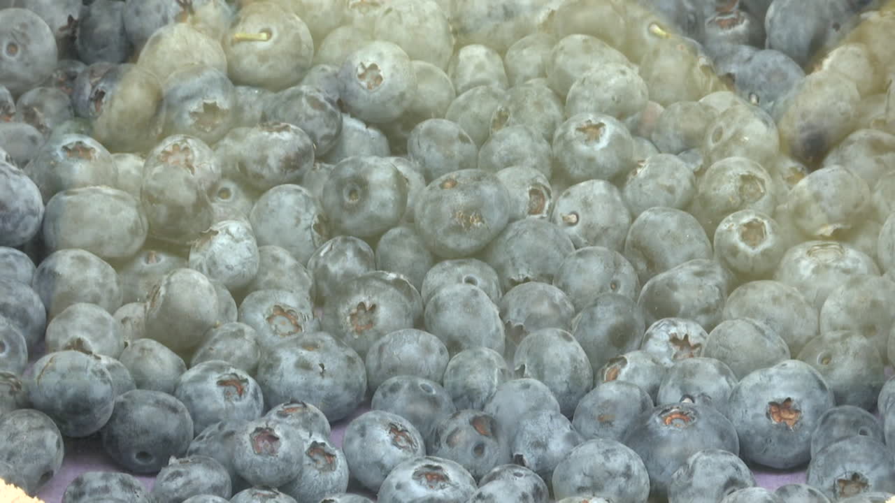 신선한 블루베리