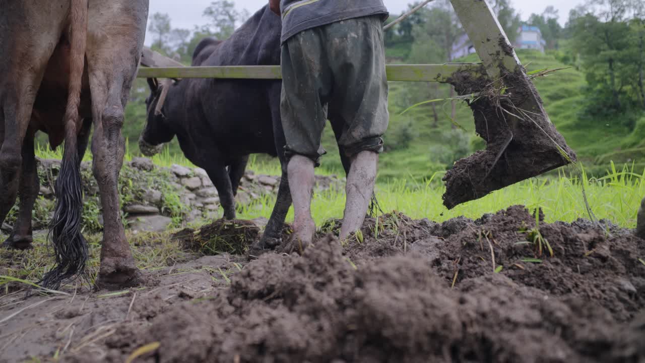 Muddy bare feet of a farmer stepping through soaked soil during field preparation, traditional agriculture in India, 4k video
