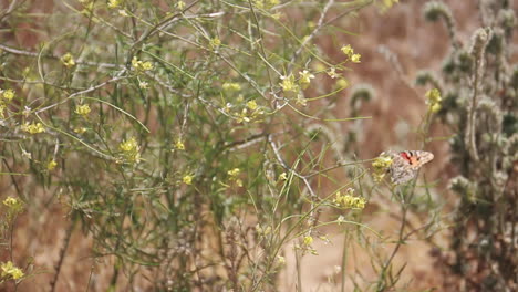 Mariposa-Monarca-En-Las-Flores-Soplan-En-El-Viento-Cerca-Del-Río-Kern-California