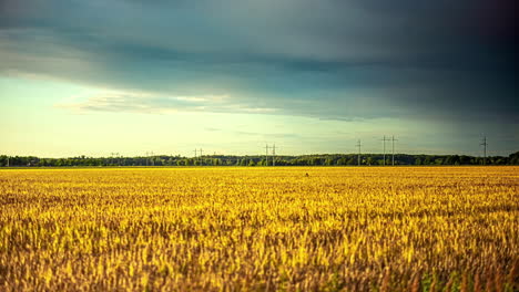 Golden-horizon,-timelapse-of-sky-and-clouds-motion-above-wheat-plantation