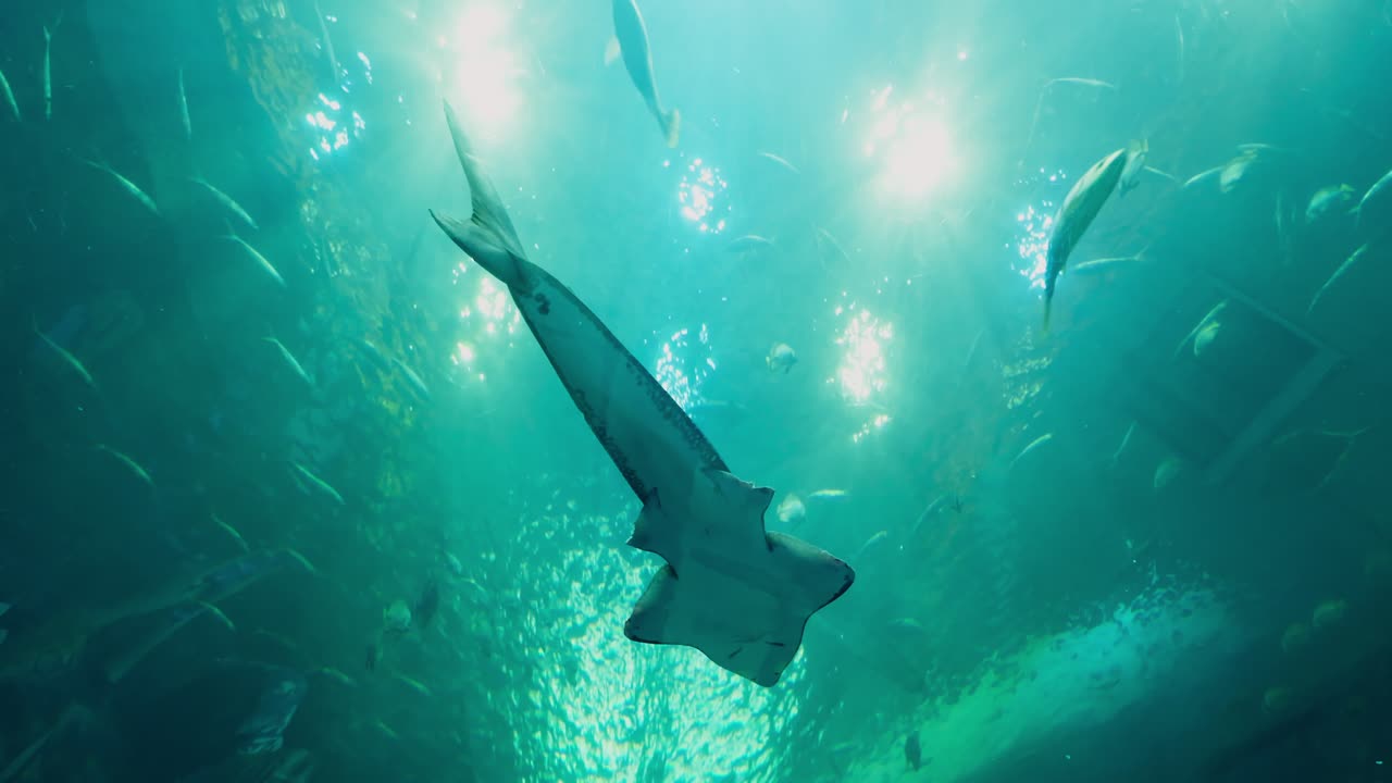 Witness the beauty of a shark gliding through the ocean amidst a lively underwater ecosystem.
