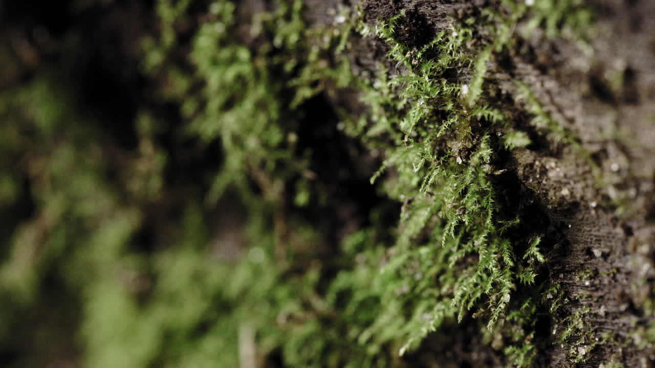 Scatto macro di muschio su un tronco umido nella foresta