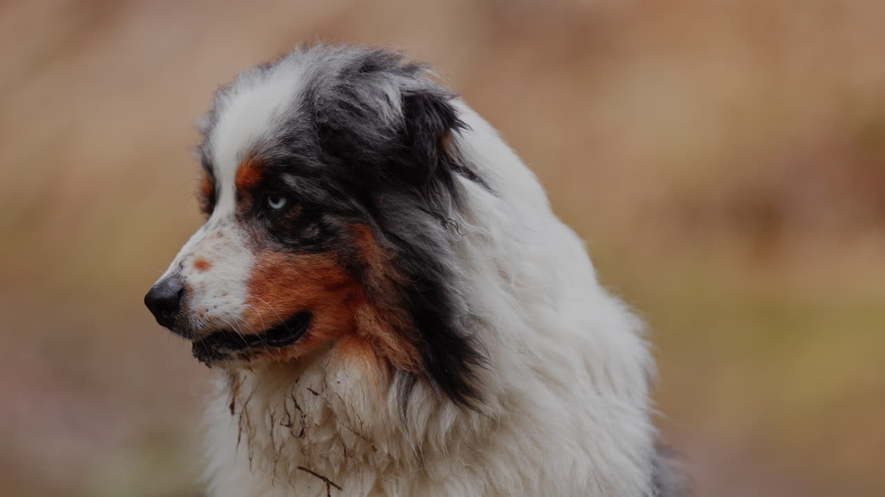Australian Shepherd walking calmly through a lush green forest. Peaceful nature scene with soft natural light and focused dog movement in woodland environment