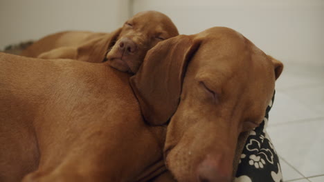 Un-Pequeño-Cachorro-Duerme-Con-Su-Madre