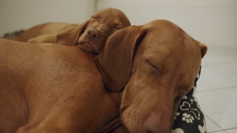 un pequeño cachorro duerme con su madre