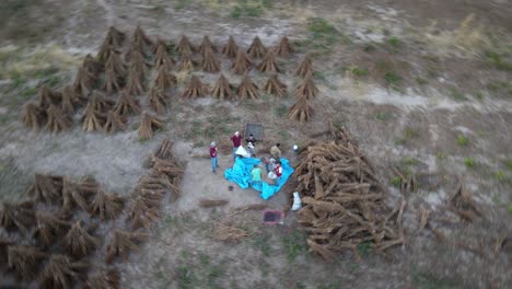 grupo de mexicanos trabajando en el campo de semillas de sésamo