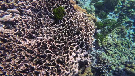 cerca de arrecife de coral prístino y pequeños peces alrededor, bajo el agua mar caribeño los rocas