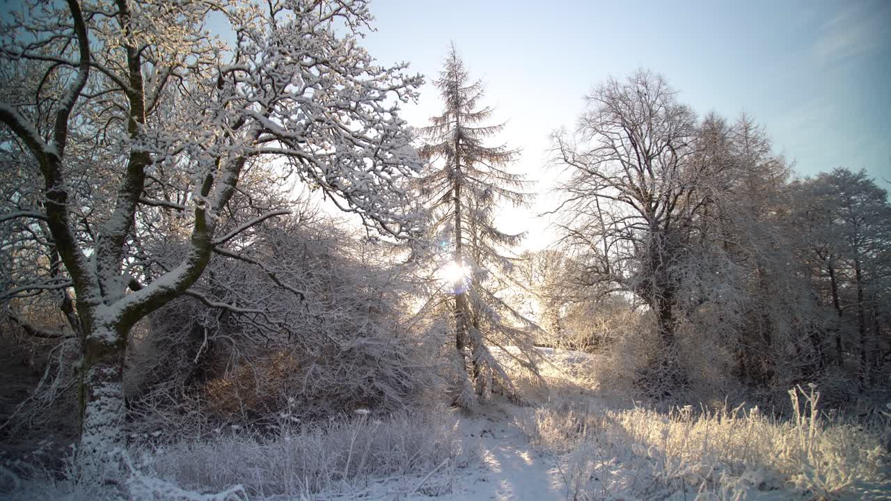 White Snow covered the branches of a tree while some snow is melting due to the sun and falling down on the plants due to the sun