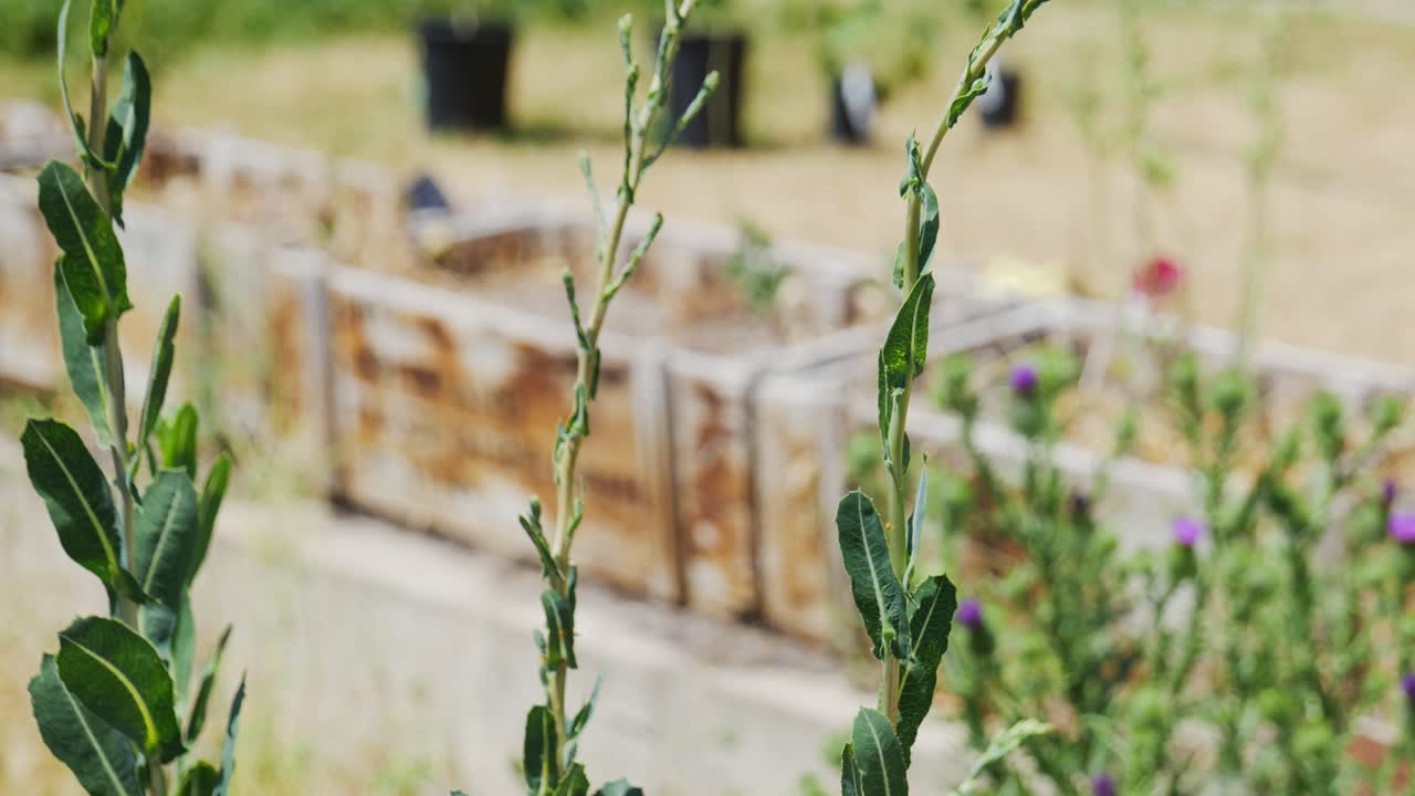 가뭄과 물 부족으로 잔디밭에 물을 주지 않고 소박한 꽃 상자와 배경 마당에 난로가 있는 썩어가는 호더 뒤뜰 정원의 잡초