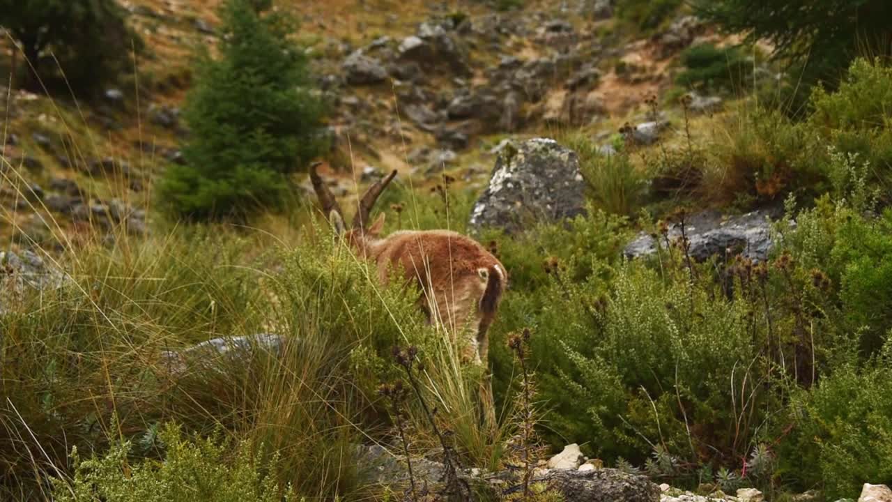 Iberian ibex in nature running ob a grassy hill, Capra pyrenaica
