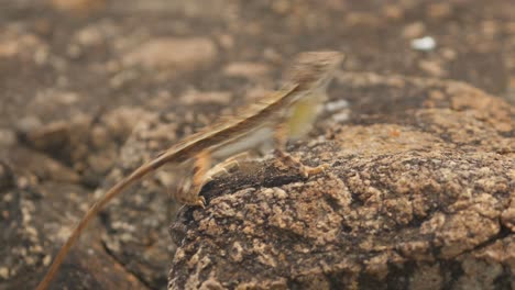 a white fanned sitana lizard is displaying its fan to show it to the prospective females for courting and also to ward off its opponents from the territory